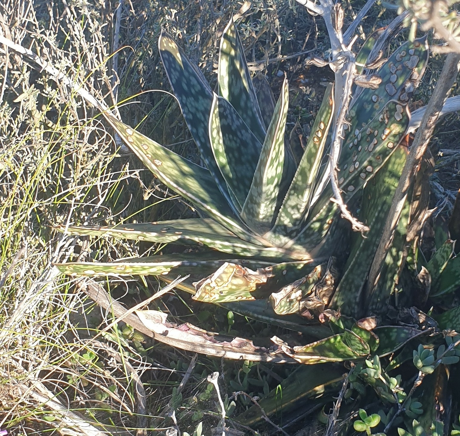 Imagem de Gasteria