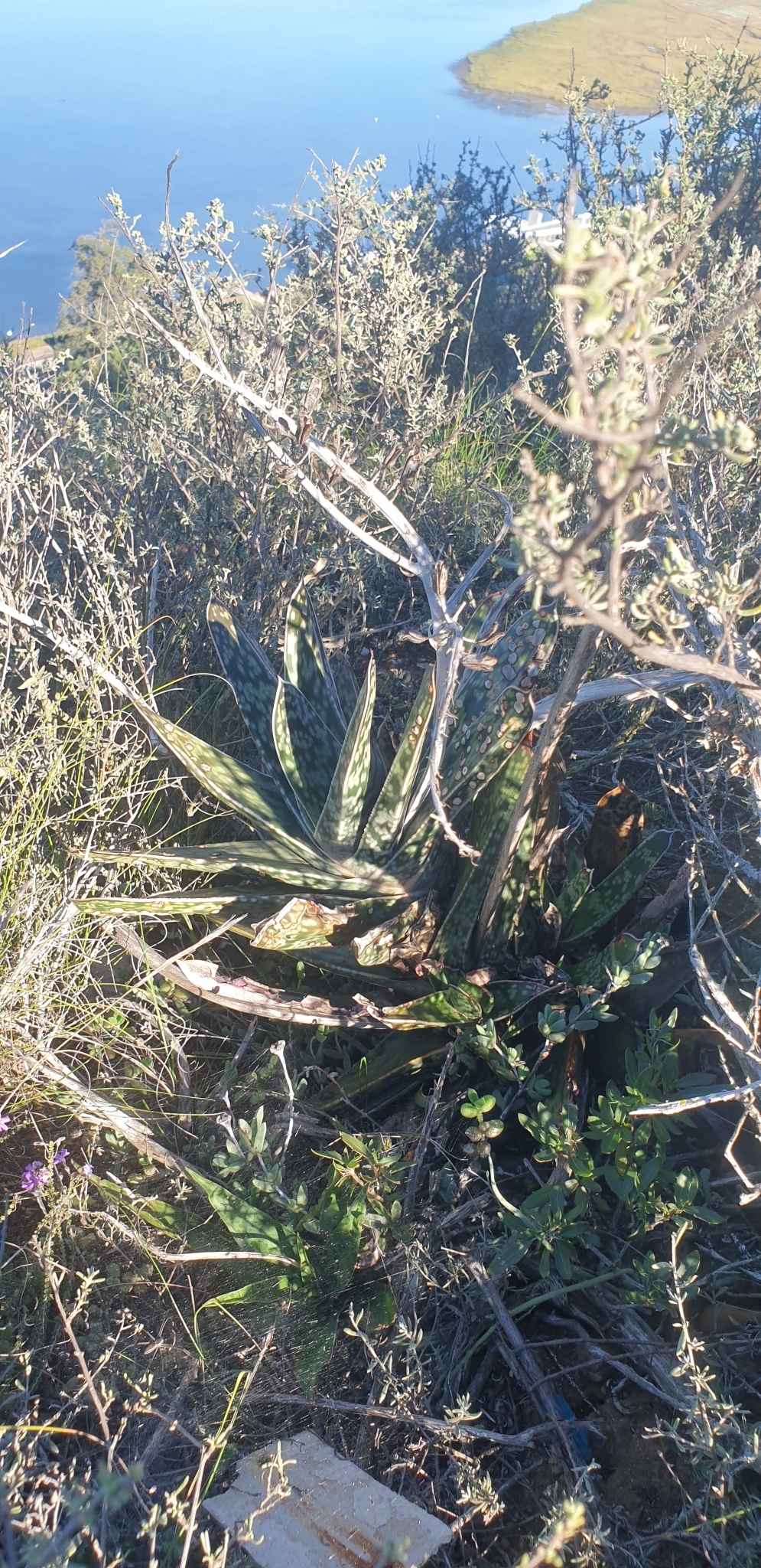 Imagem de Gasteria