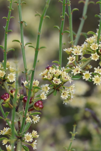 Image of Adolphia californica by no rights reserved