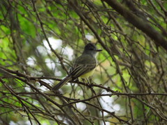 Myiarchus phaeocephalus