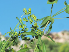 Euphorbia serrata