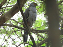Accipiter bicolor