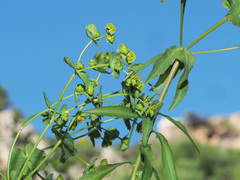 Euphorbia serrata
