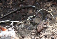 Plethodon sherando