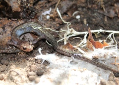 Plethodon sherando