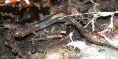Plethodon sherando