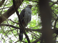 Accipiter bicolor