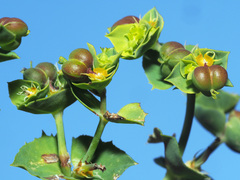 Euphorbia serrata