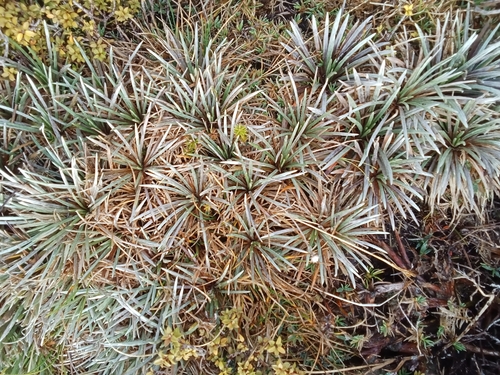 Image of Celmisia polyvena by no rights reserved