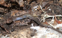 Plethodon sherando
