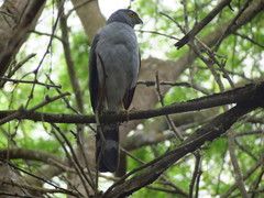 Accipiter bicolor
