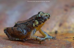 Limnonectes palavanensis