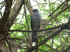 Accipiter bicolor