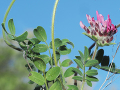 Anthyllis vulneraria maura