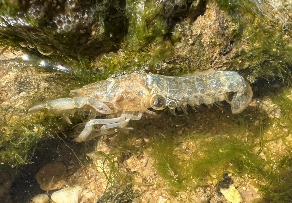 Mediterranean mud shrimp