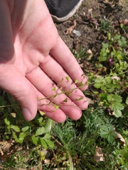 Capsella bursa-pastoris