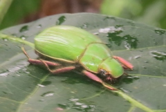 Chrysina