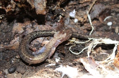 Plethodon sherando