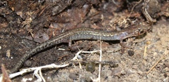 Plethodon sherando