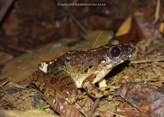 Limnonectes paramacrodon