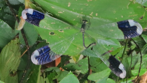 Megaloprepus latipennis image