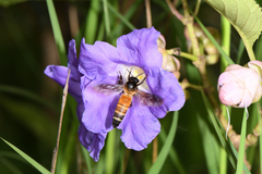 Strobilanthes callosa