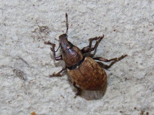 Ground Weevil, Leidschenveen-Ypenburg, Den Haag, Nederland, photo 6 of 10