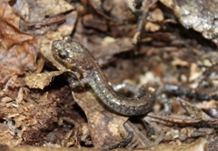 Plethodon sherando