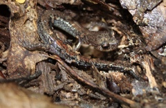 Plethodon sherando