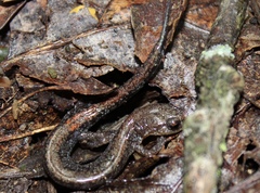 Plethodon sherando