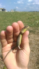 Lacerta agilis