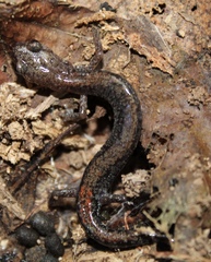 Plethodon sherando