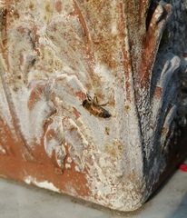 Apis mellifera