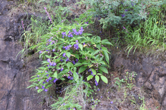 Strobilanthes callosa