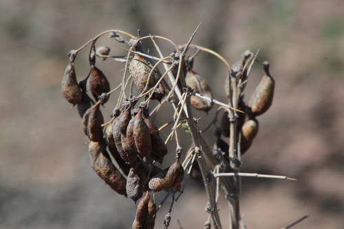 Caragana halodendron, photograph 4