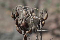 Caragana halodendron, photograph Maxim Shashkov, CC BY, iNaturalist via GBIF