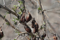 Caragana halodendron, photograph Maxim Shashkov, CC BY, iNaturalist via GBIF