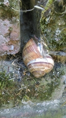 Helix lucorum