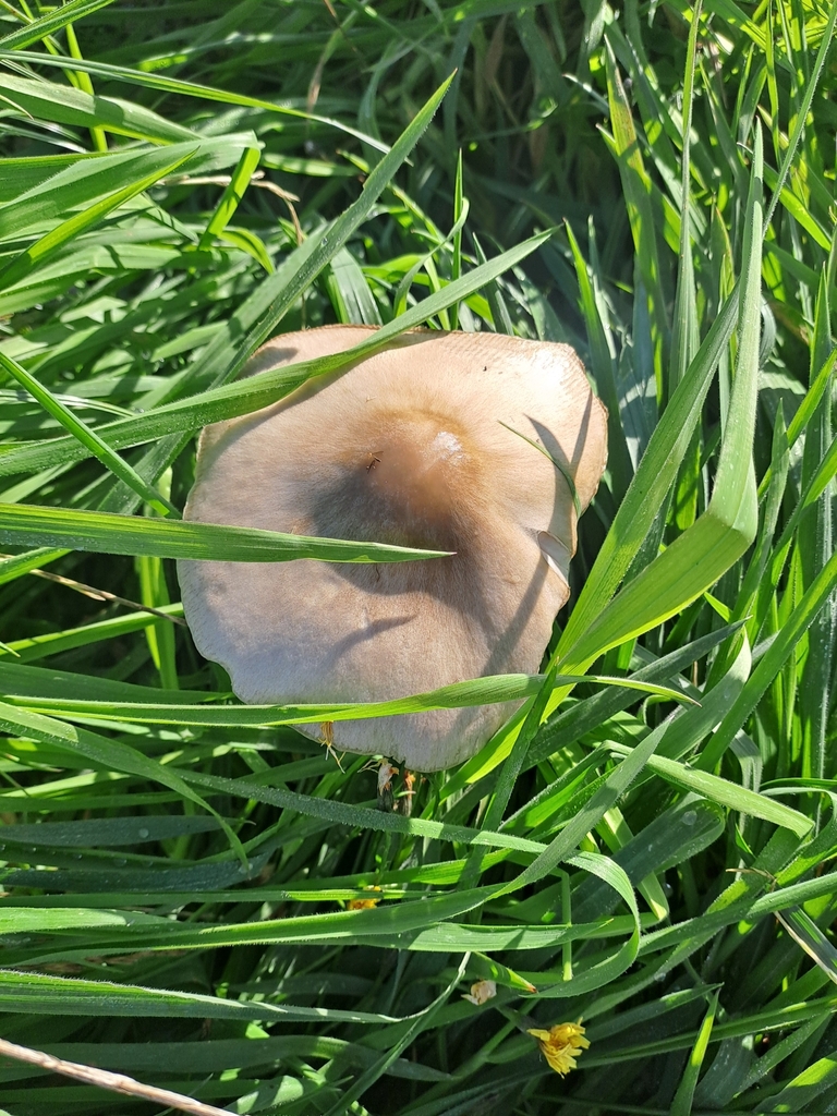 Volvopluteus gloiocephalus · April 2025 · photo: © n_armstrong (iNaturalist, cc0)