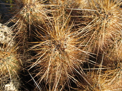 Echinocereus engelmannii engelmannii