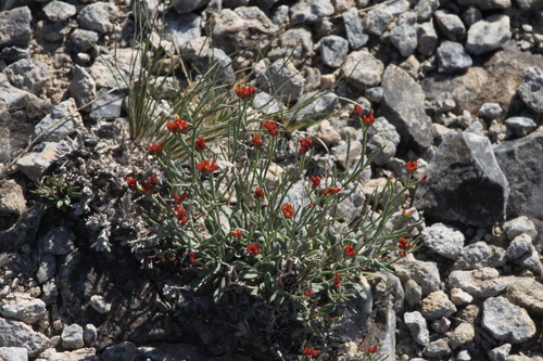 Limonium chrysocomum
