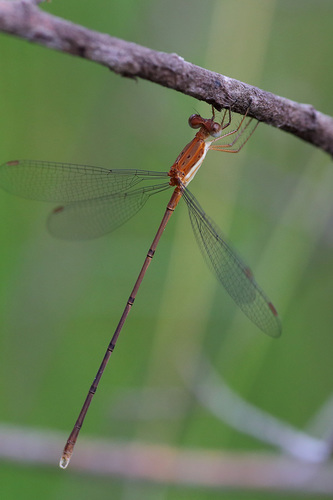 Ochre Spreadwing