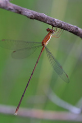 Lestes ochraceus