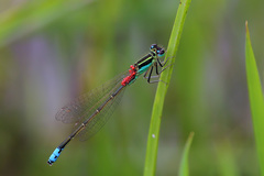 Ischnura filosa