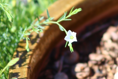 Image of Meadow Flax (Linum pratense) by no rights reserved