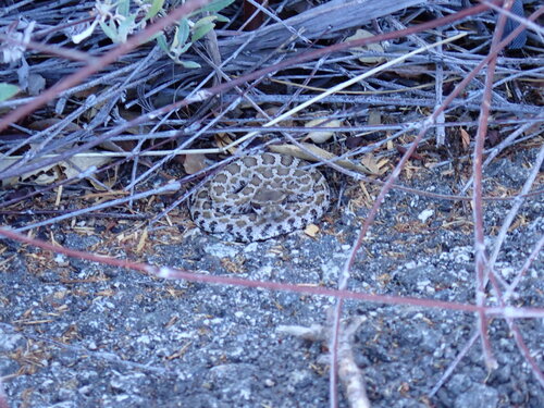 iNaturalist observation photo of Southern Pacific Rattlesnake