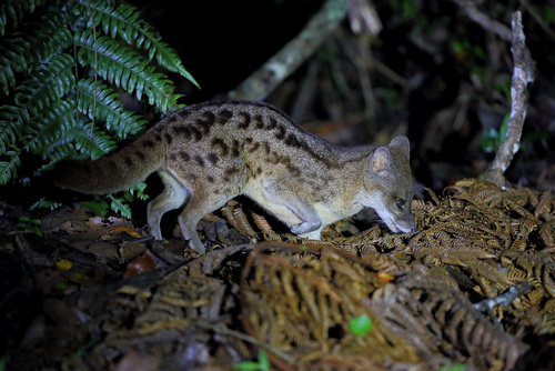 Fanaloka