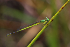 Ceriagrion nigrolineatum