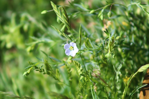 Image of Linum pratense by no rights reserved