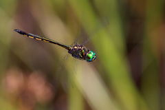 Hemicordulia similis